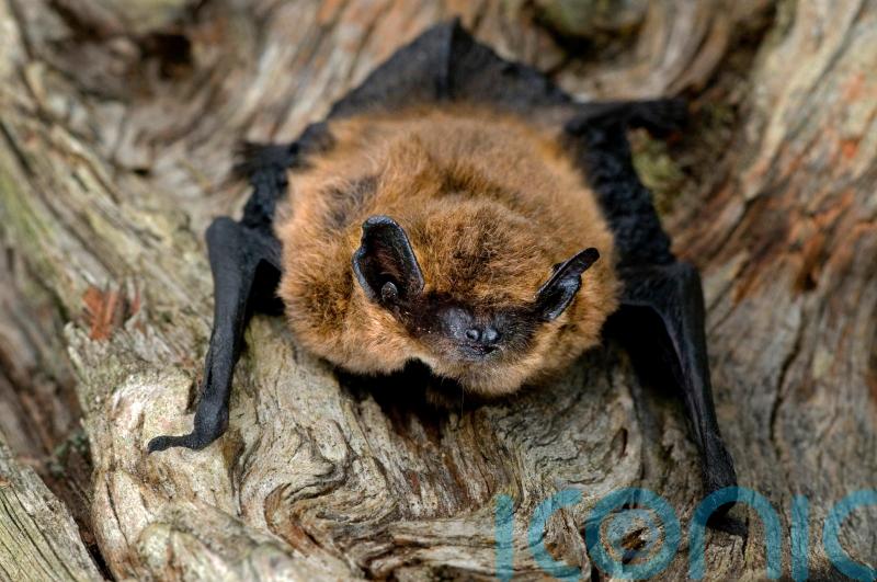 How to attract bats into your garden
