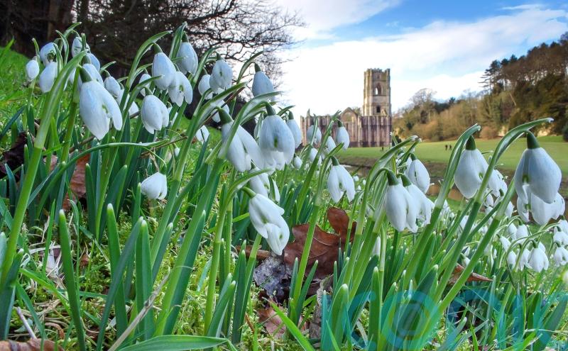 Top gardens to view snowdrops this winter