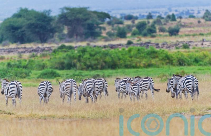 Booking a safari this year? How to make sure it&rsquo;s ethical