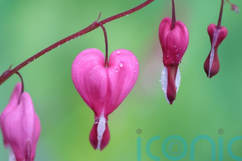 Heart-shaped flowers and foliage to mark the season of romance
