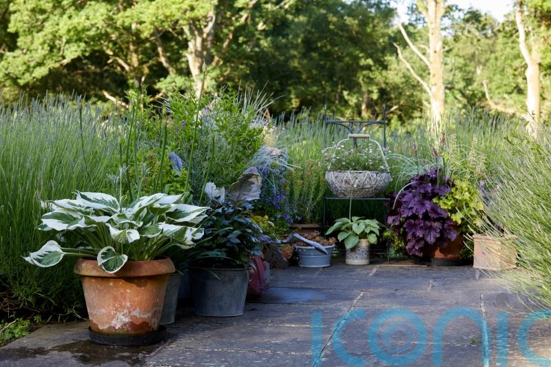 Money-saving tips and tricks with container gardening