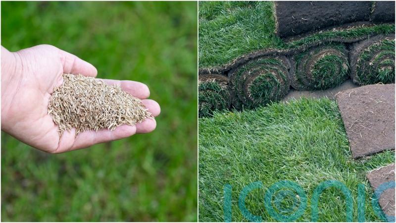 Turf vs seed: which is the best option for you?