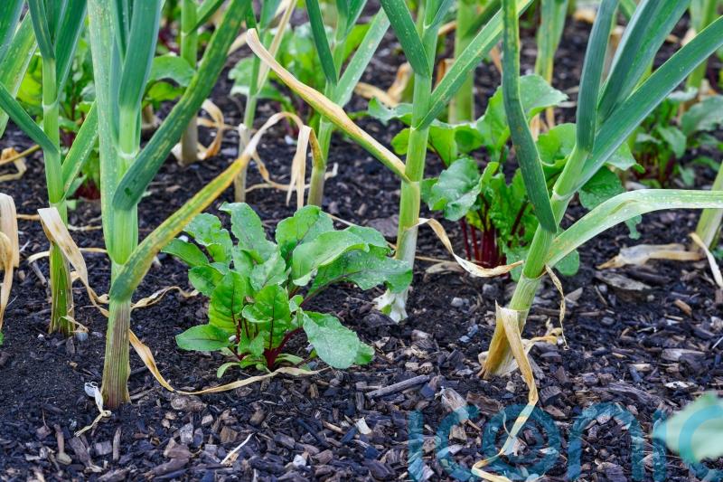 Companion planting: a simple guide to growing veg combinations