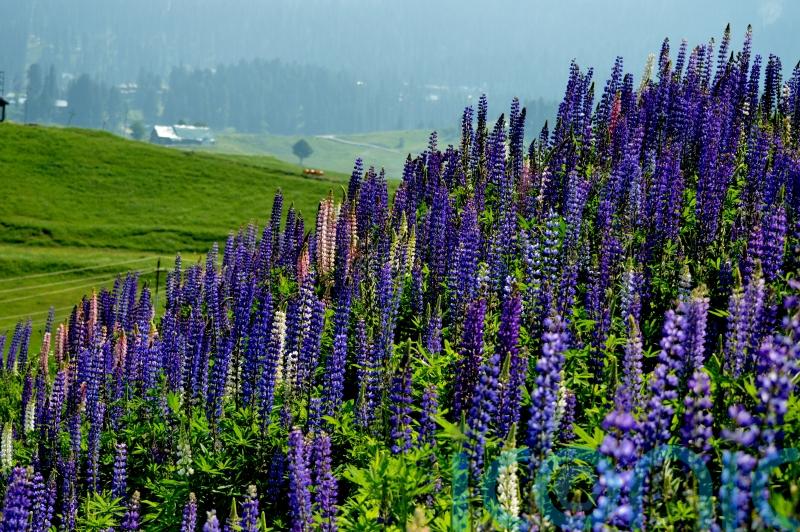Wildflower tourism: 5 amazing places that bloom in spring and summer
