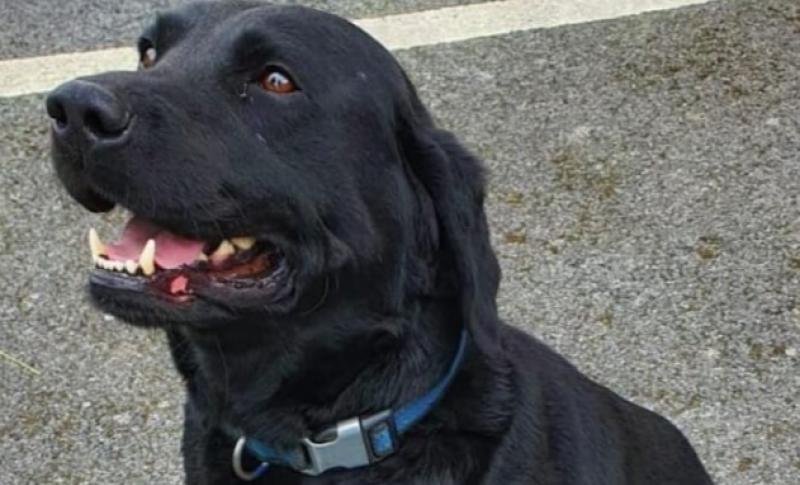 Garda sniffer dog discovers large stash of drugs in Birr