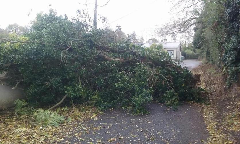 One of many trees brought down in Offaly during Hurricane Ophelia in October 2017. This tree was down at Clonmullen, Edenderry