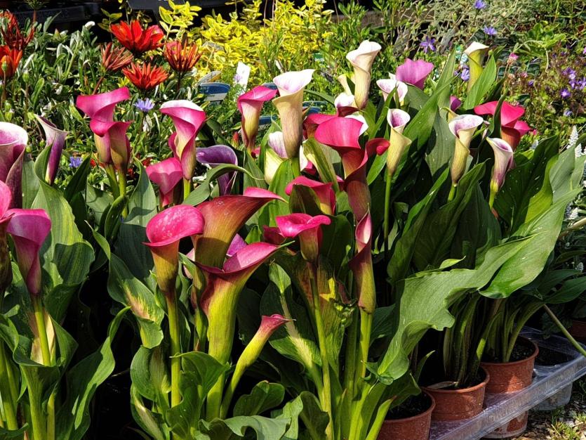 Some beautiful blooms at Woodfield Cafe and Garden centre, Birr