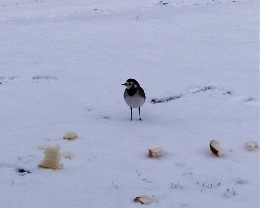 Aoife Wyer, Durrow, Co Offaly