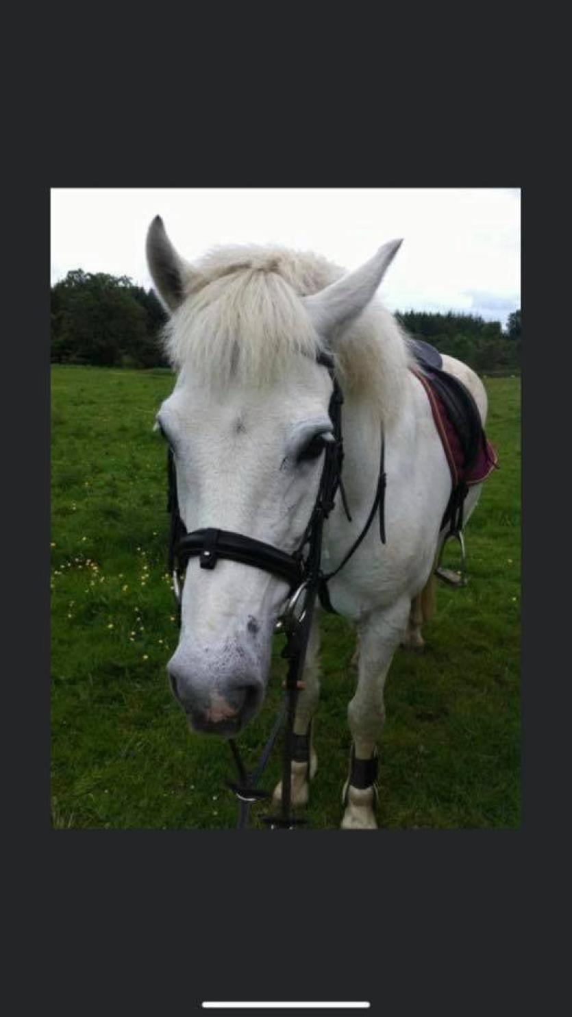 Reward offered to help find 'much loved' horse stolen in Midlands