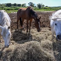'Think of the animals': Offaly farmer issues Halloween fireworks appeal